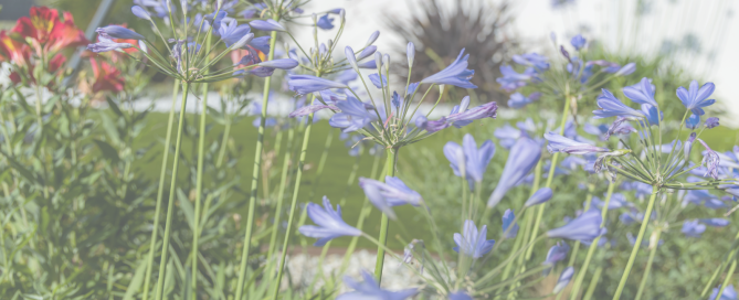 compositeur-vegetal-landes-g-despagnet