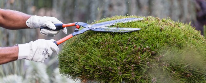 entretien-jardin-landes-paysagiste-jardinier-g-despagnet