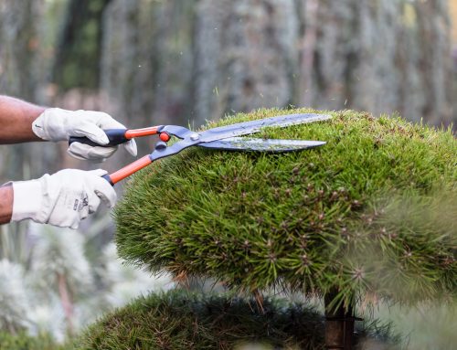 Entretien de jardin : quelles sont les bonnes pratiques ?